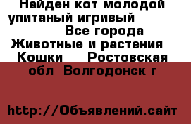Найден кот,молодой упитаный игривый 12.03.2017 - Все города Животные и растения » Кошки   . Ростовская обл.,Волгодонск г.
